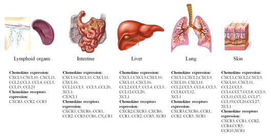 장기(Organ)에 분포하는 케모킨(Chemokine, 신호 단백질) 수용기들