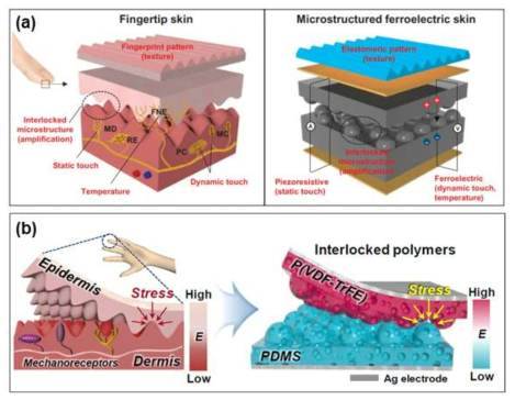 사람 피부 모사 촉각 센서 (a) 피부 내 구조 및 자극 수용체 모사 다기능성 촉각 센서. (b) 사람 피부 내 구조 모사 자가 발전 촉각 센서