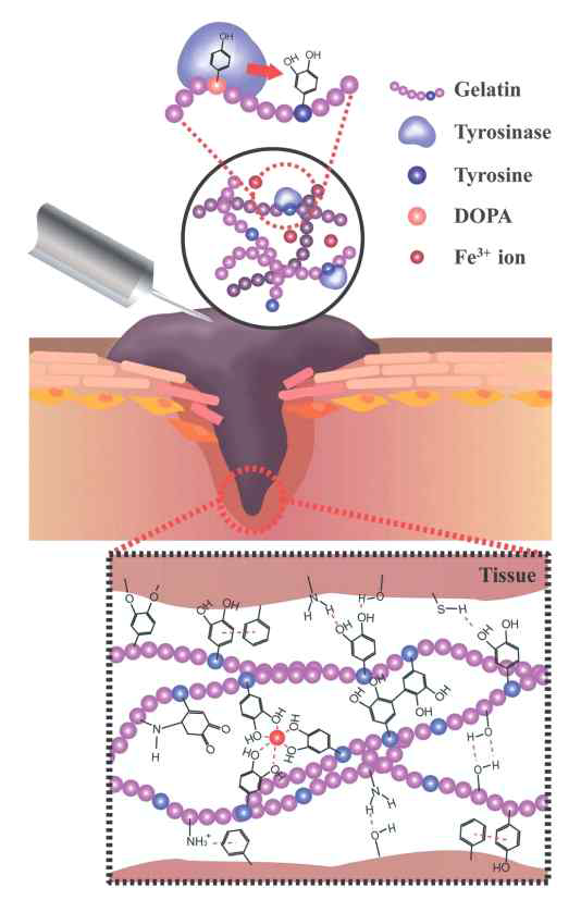 DOPA 처리가 된 젤라틴 수화젤 접착제에 대한 도식 이미지. DOPA와 Fe³⁺ 이온 간의 상호작용을 통해서 가교를 형상함