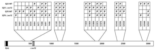 재조합 헌팅턴 단백질을 이용한 인산화 패턴 분석결과 인산화의 패턴은 총 4 가지의 재조합 헌팅턴 단백질(Q23 WT, Q23 del12, Q78 WT, Q78 del12)에서 분석하였으며, box 에 “P”로 표시하였다. 결과는 Modscore 값이 19 이상일 경우만 표시하였다