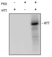 PKA 인산화 효소에 의한 헌팅턴 단백질의 인산화
