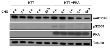 PKA 인산화 효소에 의한 헌팅턴 단백질의 안정성 변화