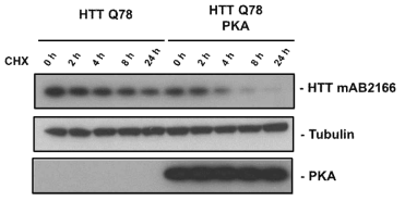 PKA 인산화 효소에 의한 돌연변이 헌팅턴 단백질의 안정성 변화