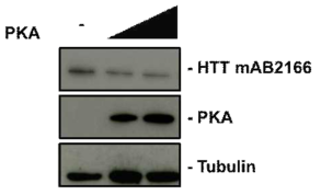 PKA 인산화 효소에 의한 마우스 헌팅턴 단백질의 발현 변화