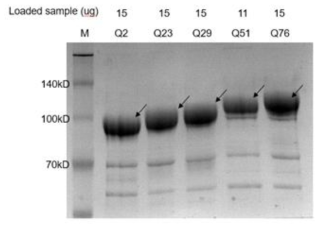 최종 정제된 다양한 길이의 폴리글루타민 도메인을 가진 ATXN1 젤 사진