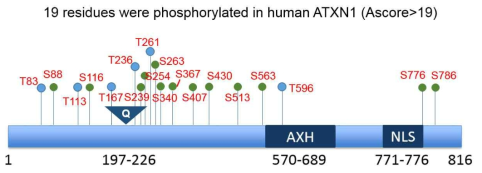 동물 세포에서 발현된 ATXN1 에 인산화 되어있는 세린, 트레오닌 잔기