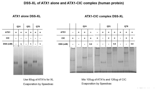 ATXN1 단독, ATXN1-CIC 복합체의 DSS에 의한 교차결합 실험 결과