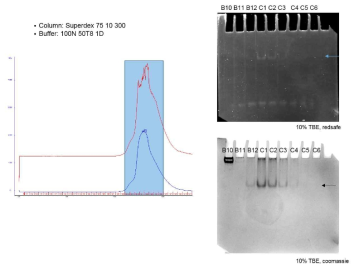크기배제 크로마토그래피를 이용한 HMG도메인-타깃 11bp DNA의 정제