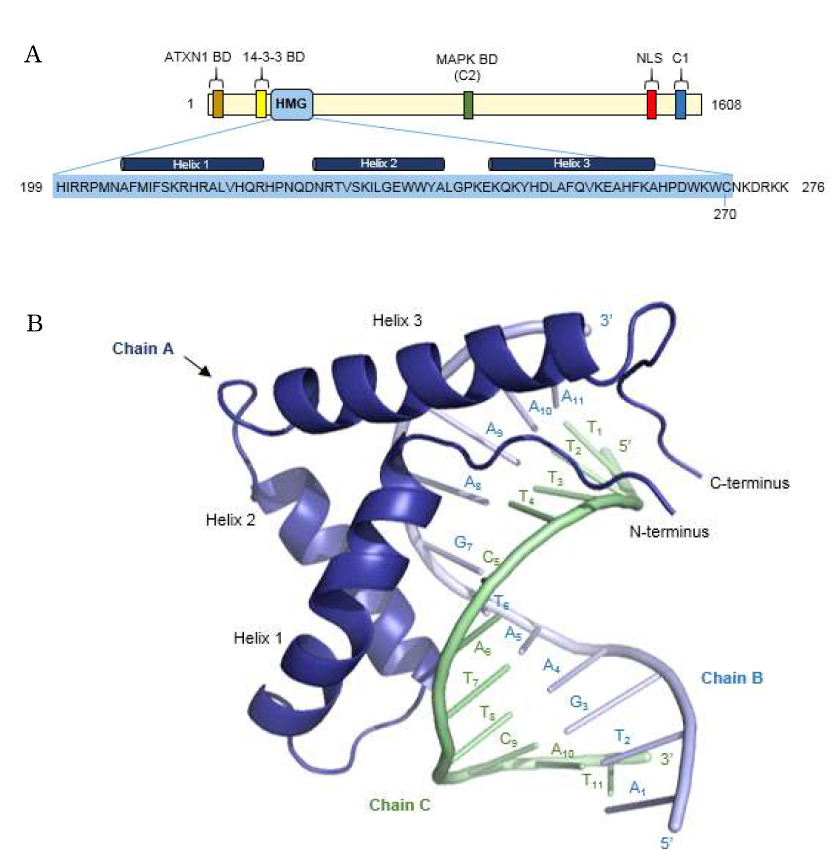 (A)CIC는 1608개의 아미노산으로 이루어져 있는 단백질로 N터미널에 있는 HMG 도메인을 통해서 DNA와 바인딩을 한다는 것이 알려져있다. (B)HMG 도메인-타깃DNA 복합체의 3차원 구조