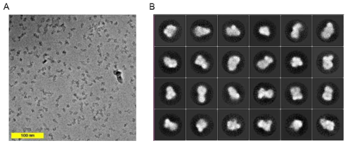 VPP-applied single particle cryo-EM of normal HTT. (A) A representative micrograph with 1.06 Å/pixel size. (B) 2D classes from a clean particle