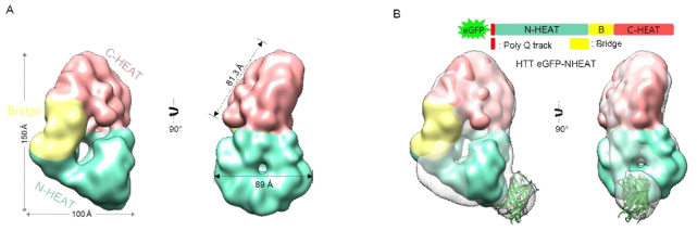 3D reconstruction of normal HTT. (A) Two-view of normal HTT colored based on three domains. (B) The polyQ expansion track was pointed by inserted GFP. The GFP model (PDB code: 1GFL) was fit in to the extra electron density