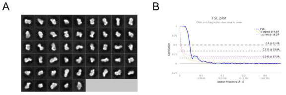 Image processing of disease type HTT. (A) 2D classification with cleaned up particle set. (B) Gold-standard FSC curve showing estimated resolution of final refined map