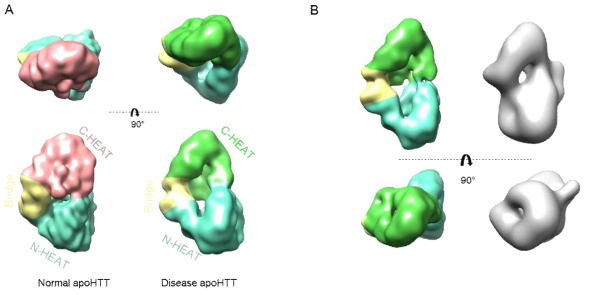 3D reconstruction of disease type HTT. (A) Map comparison between normal and disease type HTT. (B) Validation of 3D reconstruction by using independent image sets. Three colored map presents disease type HTT from VPP applied images, and gray one presents a map from a conventional cryo-images