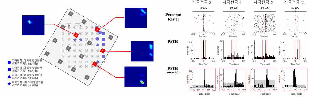 정상망막에 16채널 평면형 자극 전극을 통해 동일한 전기 자극을 인가한 후 MEA를 통해 망막 신경절세포의 반응을 기록 / (좌) 망막 신경절세포의 반응을 유도한 4개의 자극 전극과 반응한 망막 신경절세포들의 위치와 (우) 각 자극 전극에 의해 유도된 망막 신경절세포 응답의 PSTH