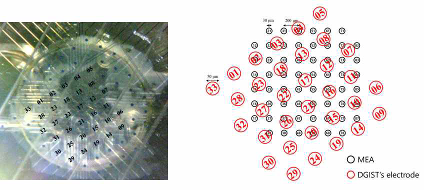 변성망막에 64채널 평면형 자극 전극을 통해 동일한 전기 자극을 인가한 후 MEA를 통해 망막 신경절세포의 반응을 기록 / (좌) 망막 위에 놓여 있는 자극 전극과 (우) MEA와 자극 전극 배열의 모식도