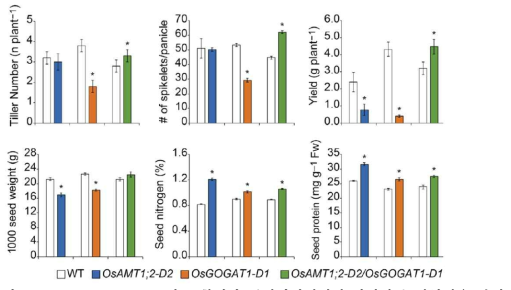 OsAMT1;2 OsGOGAT1 이중 활성화 돌연변이체에서 다양한 농업형질을 분석