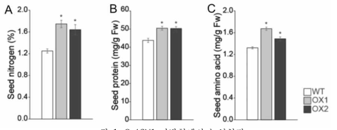 OsASN1 과발현체의 농업형질