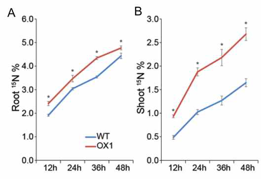 OsASN1 OX lines 과발현체의 Root (A) 와 Shoot (B) 에서의 질소(15N)농도