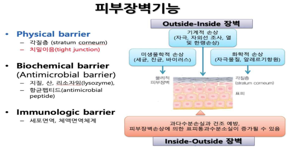 피부장벽기능(outside-inside 장벽)과 치밀이음의 역할