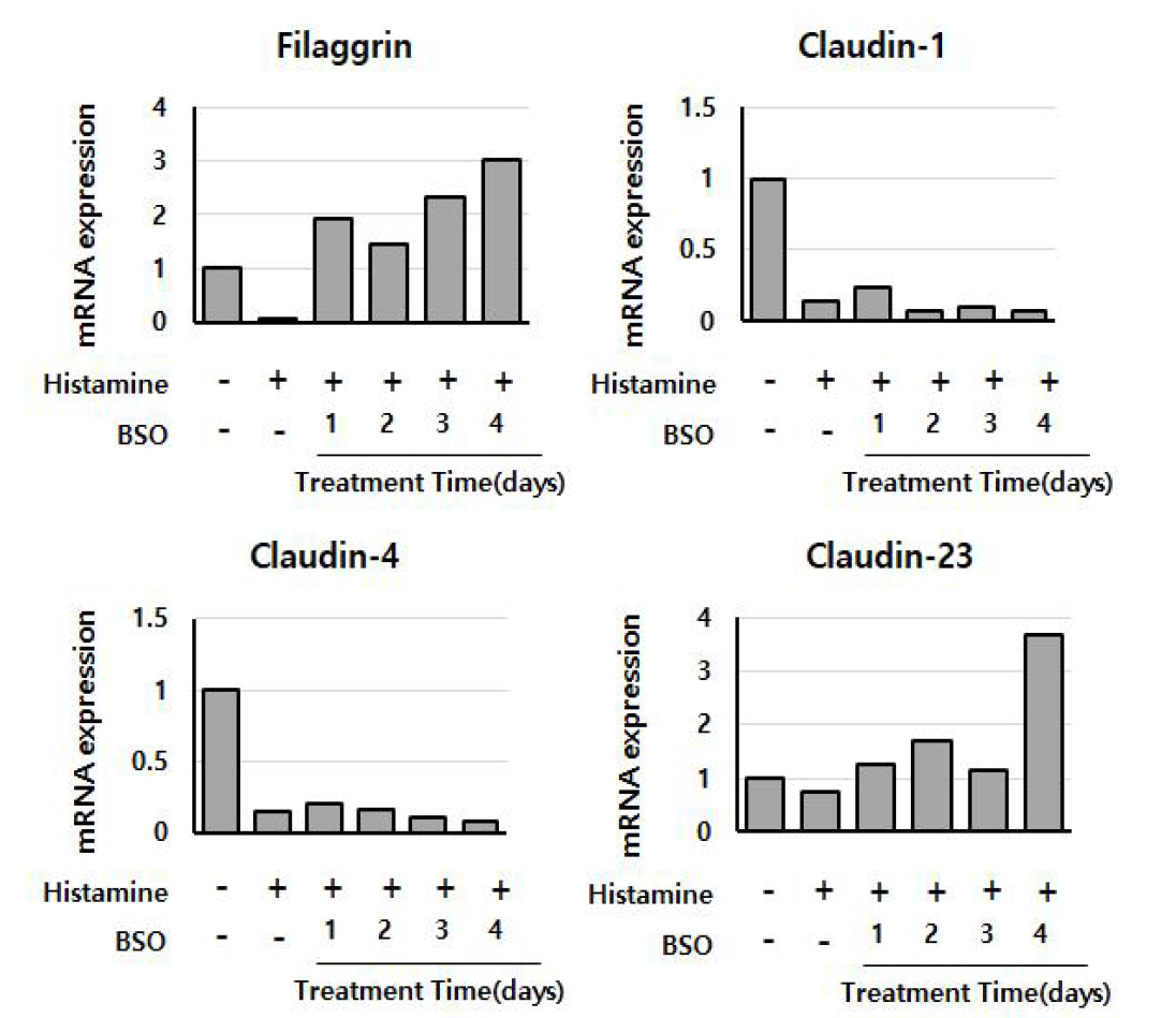 3차원 세포에서 복분자 종자 추출 정유의 피부장벽단백 회복 효능 평가. ; Filaggrin, Claudin-1, Claudin-4, Claudin-23