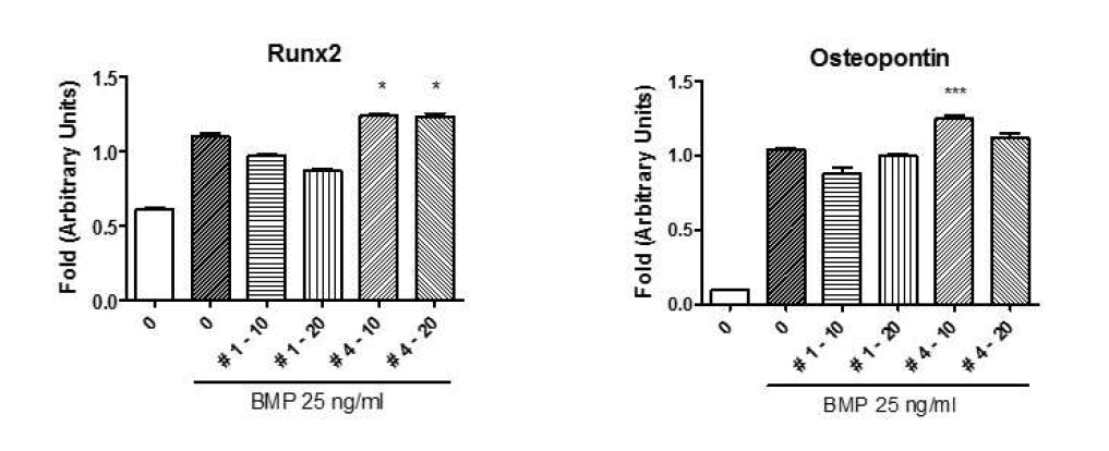 조골세포에서의 전사인자 및 분화 마커 인자 확인