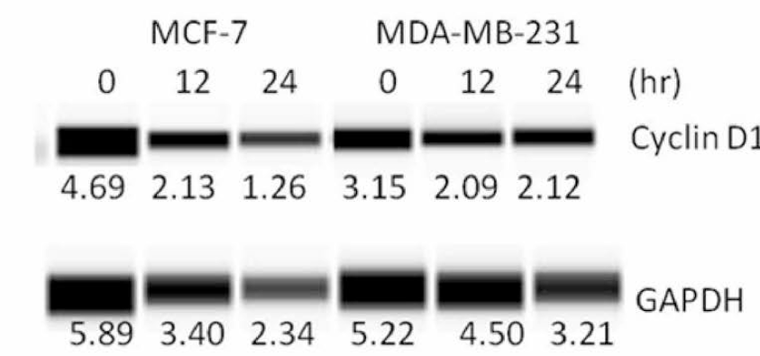 오갈피 MeOH 추출물로부터 얻은 n-Hex 분획을 처리한 MCF-7, MDA-MB-231 세포의 cyclin D1 (cell cycle regulatory protein)의 발현량 변화