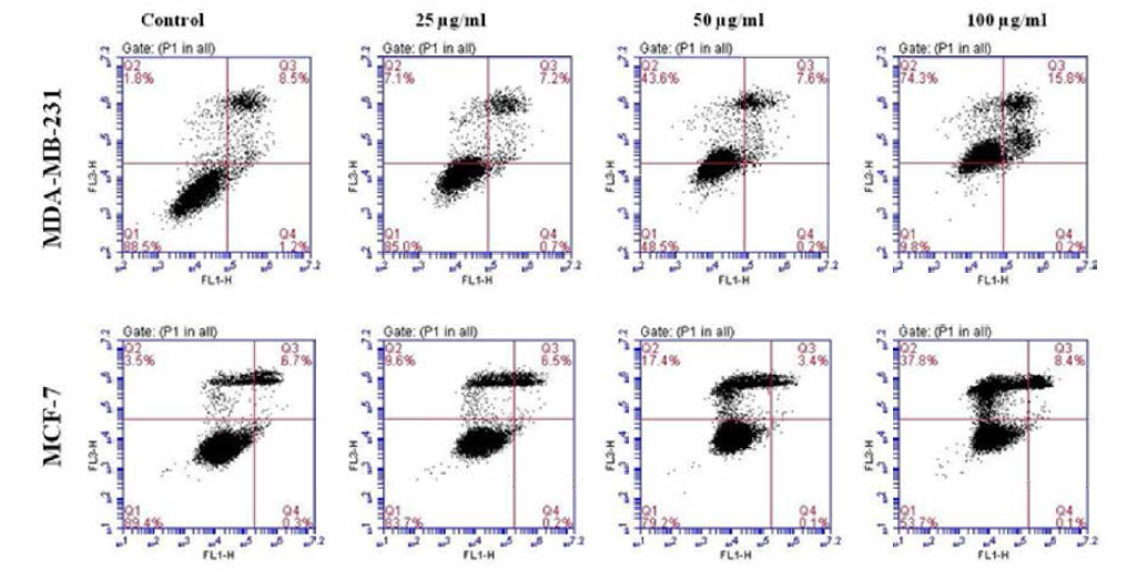 오갈피 추출물의 n-Hex 분획을 처리한 MCF-7, MDA-MB-231 세포의 necrosis 유도 효과