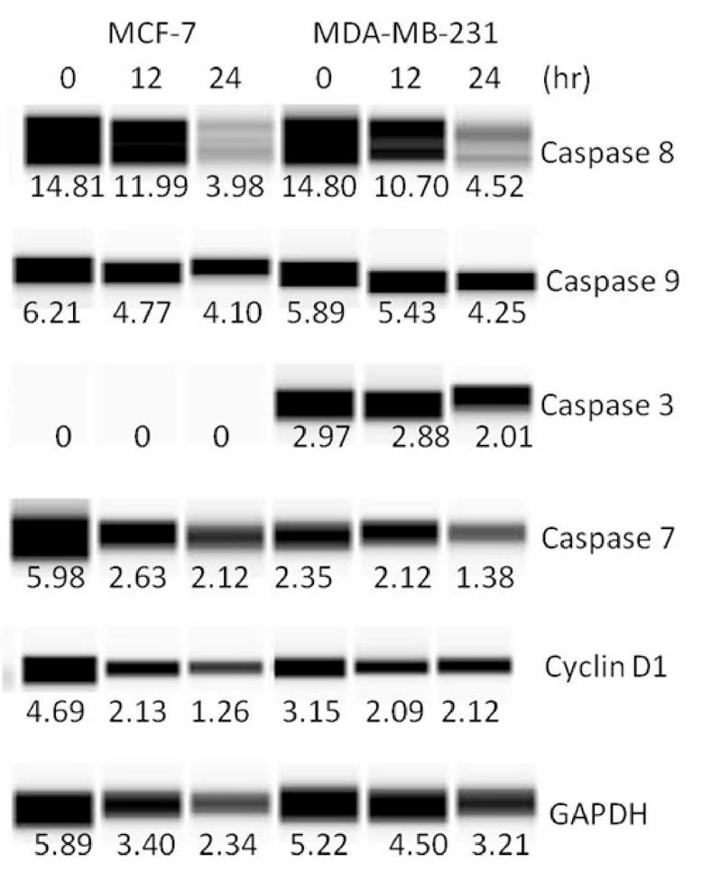 오갈피 추출물 n-Hex 분획을 처리한 MCF-7, MDA-MB-231 세포의 apoptosis 관련 단백질 발현 패턴 분석