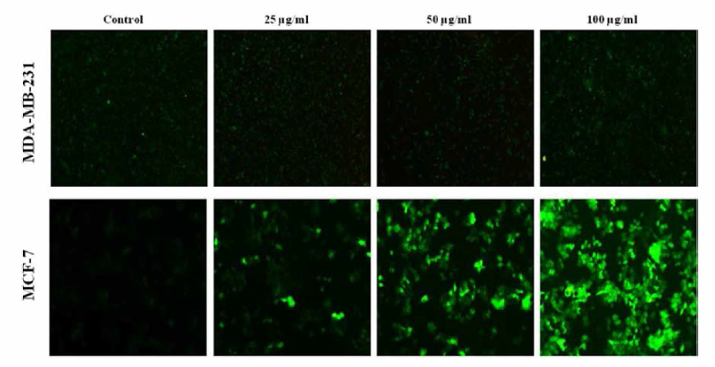 오갈피 추출물 n-Hex 분획을 처리한 MCF-7, MDA-MB-231 세포 내의 reactive oxygen species (ROS) 죽적 량 평가