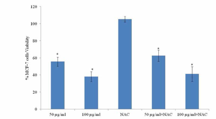 오갈피 추출물 n-Hex 분획을 처리한 MCF-7 세포에서의 n-acetylcysteine(NAC)의 세포 생존률 평가