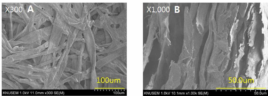 Morphology of the bast fiber of the paper mulberry. (A ) : Surface, (B ) : Cross section