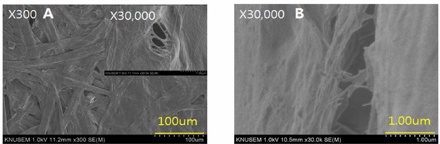 Morphology of the 0.1 % holocellulose-based nanofiber added with bast fiber of the paper mulberry. ； (A) : Surface, (B) : Cross section