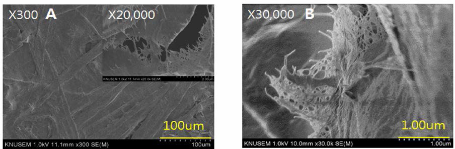 Morphology of the 5 % holocellulose-based nanofiber added with bast fiber of the paper mulberry. ； (A) : Surface, (B) : Cross section