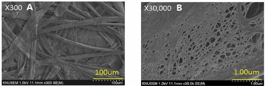 Morphology of the 0.1 % TEMPO—oxidized nanofiber added with bast fiber of the paper mulberry. ； (A), (B) : Surface section