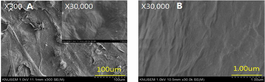 Morphology of the 5 % TEMPO-oxidized nanofiber added with bast fiber of the paper mulberry. ； (A) : Surface, (B) : Cross section