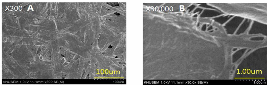 Morphology of the 0.1 % CNC added with bast fiber of the paper mulberry. ； (A), (B) : Surface section