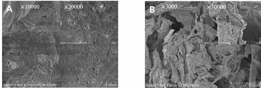 Morphology of LCNF and freeze dried LCNF