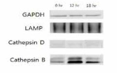 PD6 처리시 cytosol 내의 cathepsin B/D 의 cytos이존재 확인