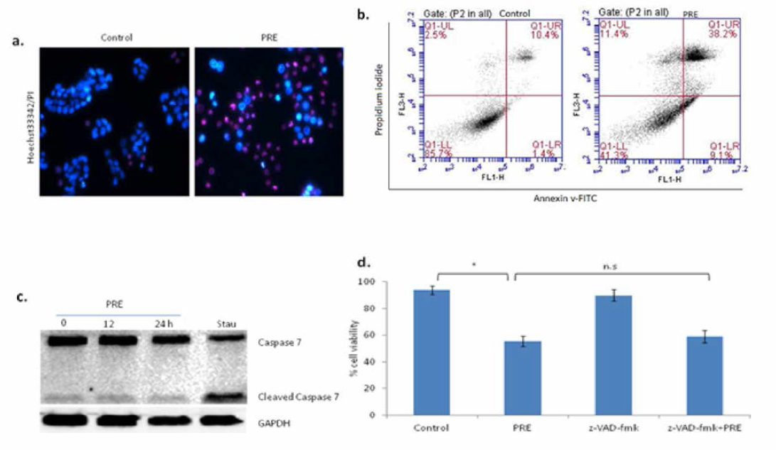 a： 암세포의 핵 형태 변화. b： 암세포의 apoptosis 패턴 변화. c： 암세포 내 암 관 련 유전자 발현 변화. d： 암 관련 유전자 inhib加r 처리에 따른 암세포 사멸 패턴 변화