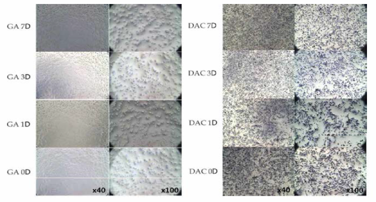 GA와 DAC의 세포 활성 비교