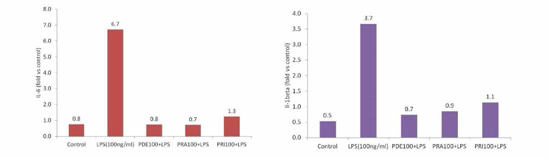 LPS로 염증 유도한 세포에서의 IL-6, IL-1β 발현량 비교