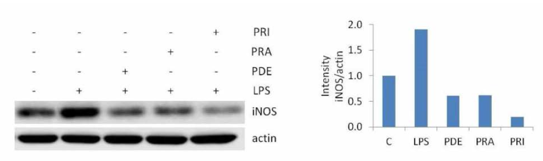 LPS로 염증 유도한 세포에서의 inducible NO synthase의 발현량 비교