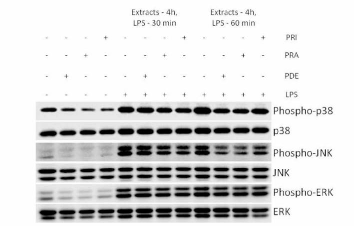 염증 유도 세포에 소나무 주줄물 처 리 시 phospho_p38, p38, phospho- JNK, phospho-ERK, ERK 단백질의 발현 억제 효과 평가