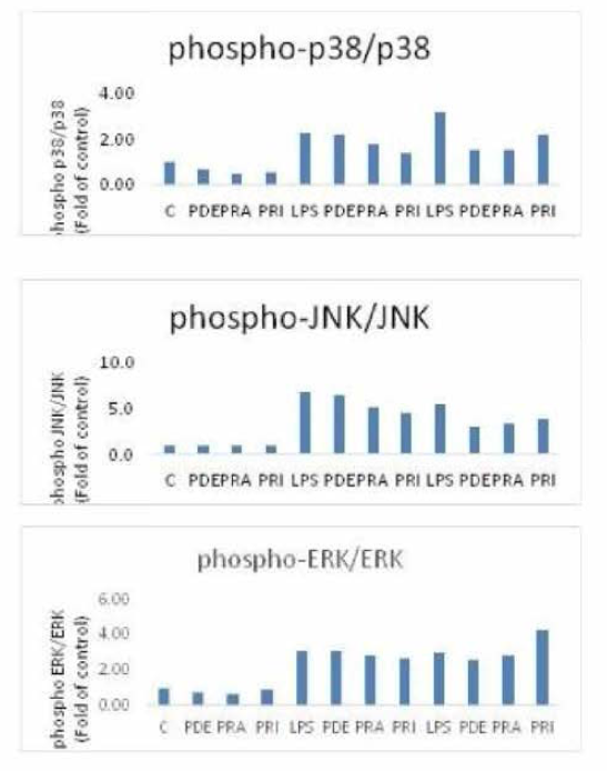 염증 유도 세포에 소나무 추출물 처 리 시 p38, JNK, ERK 단백질의 phosphorylation 여부 평가