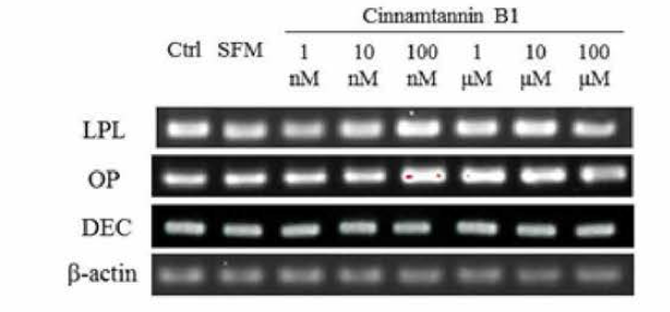 Expression of lineage-specific genes in ADSCs with various conditons