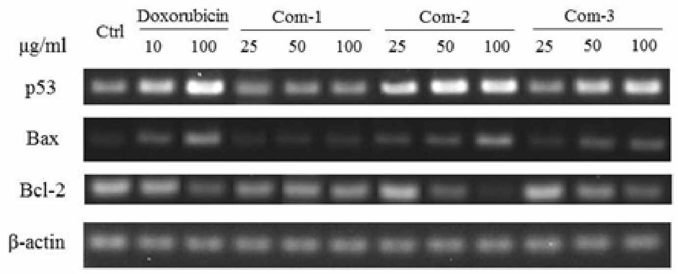 Bax, p53 and Bcl-2 gene expression levels of MCF-7 cells treated with various concentrations of compounds for 24 hr