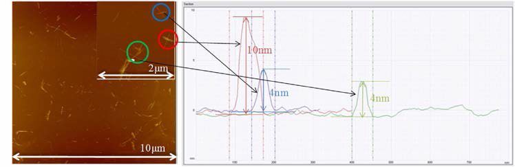 AFM topography of CNC and its line profile