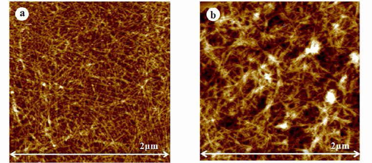 AFM topography of TEMPO-oxidized pulp-based MFC. a, salix gracilistyla(갯버들) α-cellulose； b, kraft pulp(활엽수펄프)