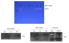 MMP2 재조합 단백질 활성 확인과 Ninjurin1에 대한 영향 확인