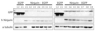 형광표식자와 결합된 Ninjurin1 발현 벡터 제작